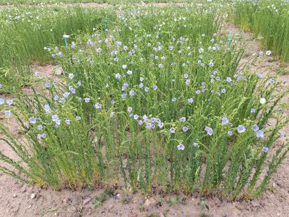 Click for 1 image(s) for this accession.